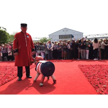 Alfie Bull cooler Large